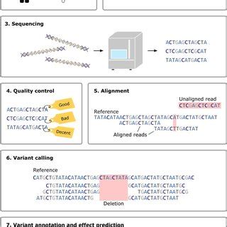 Image result for Capture Sequencing Workflow