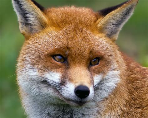 Image result for Fox Pool Cover YouTube