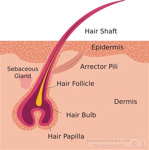 Image result for Hair Follicle Structure and Function
