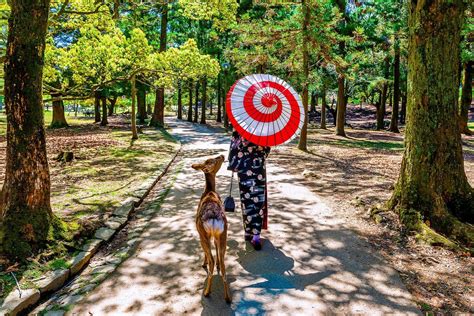 Image result for Nara Japan Deer Map