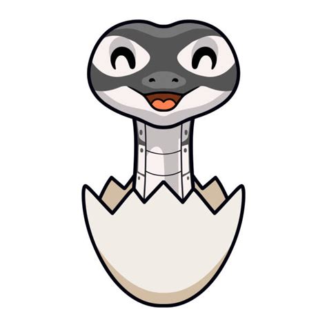 Image result for Python Egg in a Nest