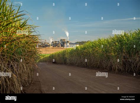 Image result for Sugar Cane Factory and Field