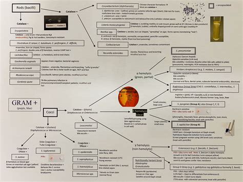 Afbeeldingsresultaten voor Gram-positive Rods Algorithm