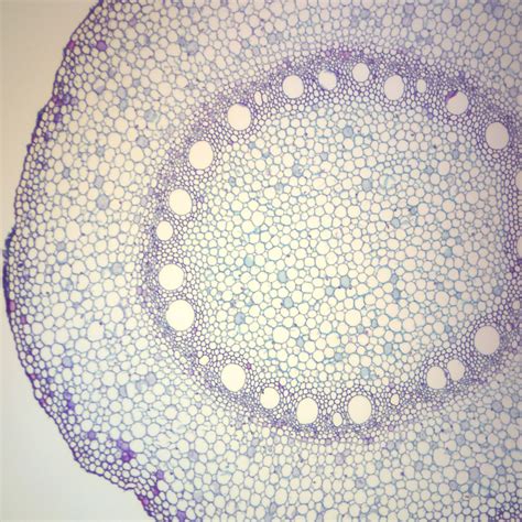 Afbeeldingsresultaten voor Corn Prop Root in Microscope