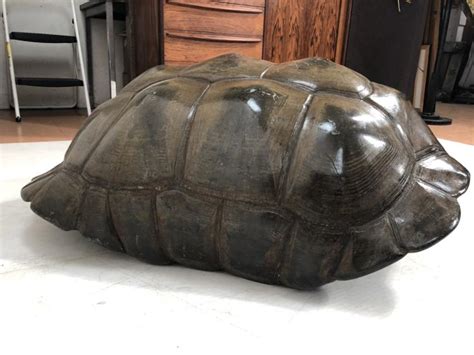 Image result for Large Artificial Turtle Shell
