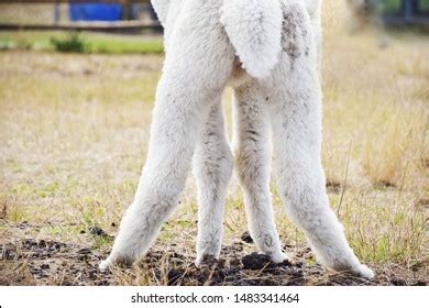 Image result for Alpaca Leg