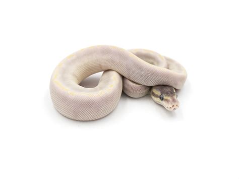 Image result for Ghi Axanthic Ball Python