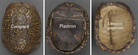 Image result for Piece of Turtle Shell