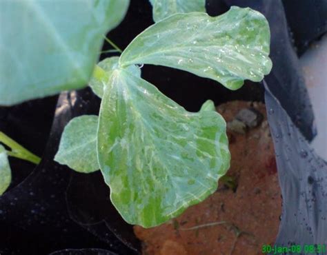 Afbeeldingsresultaten voor Morphological Variation Examples