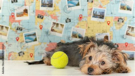 Ball Python Geographic Map-साठीचा प्रतिमा निकाल