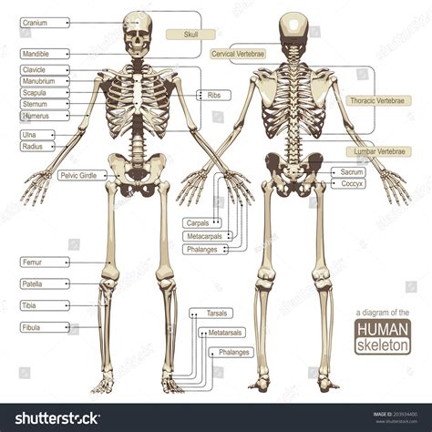 Image result for Human Skeleton Anatomy Chart