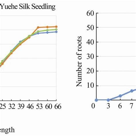 Image result for Paper Root System Rice