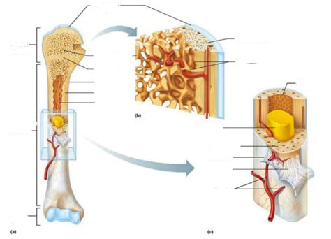 Bone Structure Grade 10 に対する画像結果