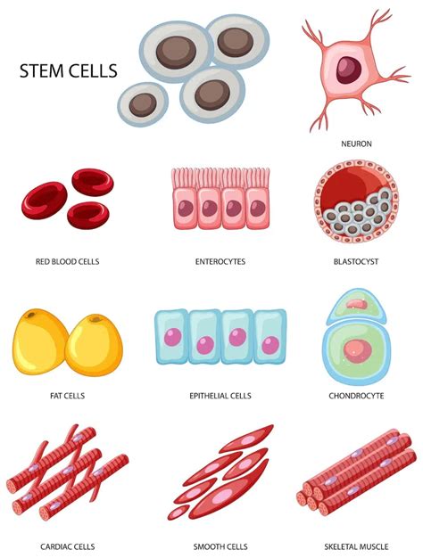 Image result for Animal Cells