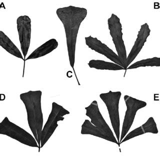 Afbeeldingsresultaten voor Morphological Variation Examples