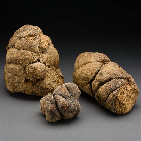 Afbeeldingsresultaten voor Sloth Dung