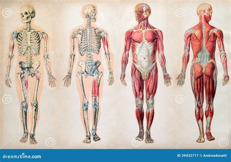 Body Back View Reference に対する画像結果