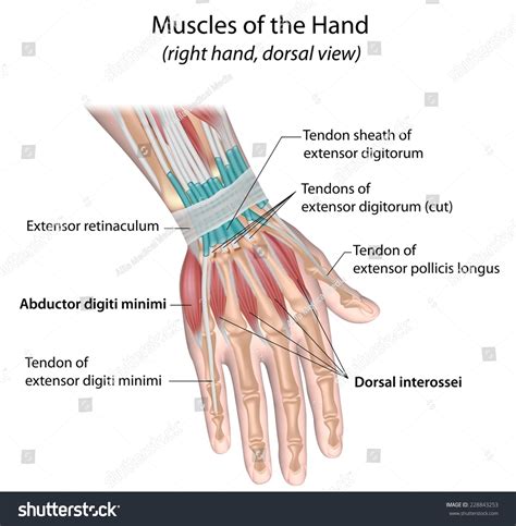 Afbeeldingsresultaten voor Hand Model Muscles Labeled
