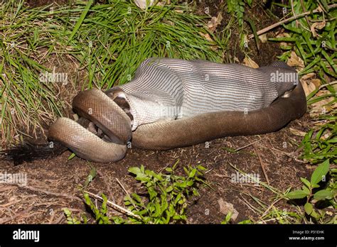 Image result for Olive Python Eating