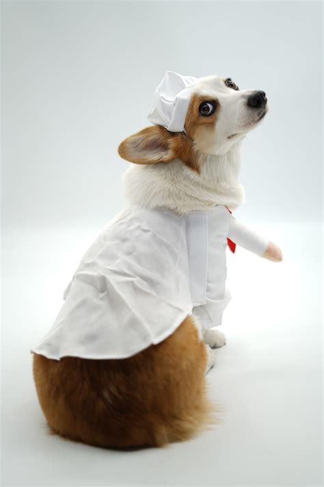 Cute Pet Python に対する画像結果