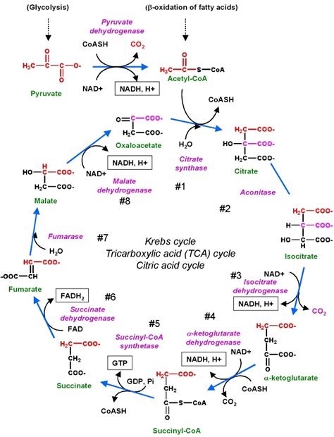 Khan Academy TCA Cycle に対する画像結果