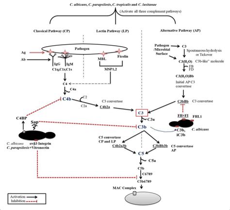 Image result for Phagocytic Process Alternative Complement Cascade