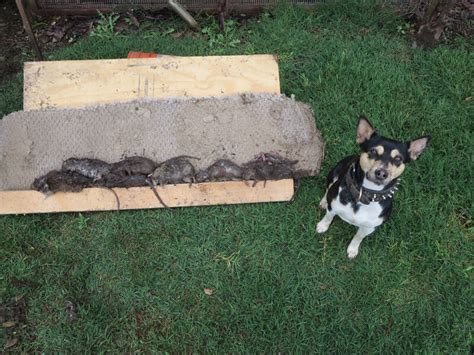 Image result for Rat Hunting with Dogs