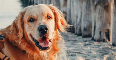 Toradh íomhá ar Human Laxative Safe for Dogs