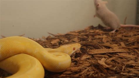 Python Feeeing Zoo に対する画像結果