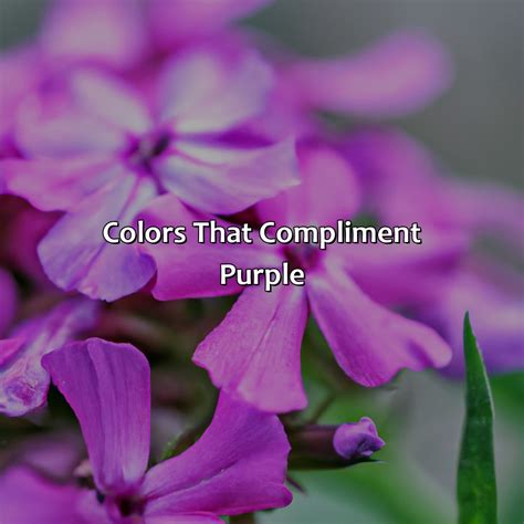 Purple Complementary Color に対する画像結果