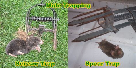 Image result for How to Use Mole Traps