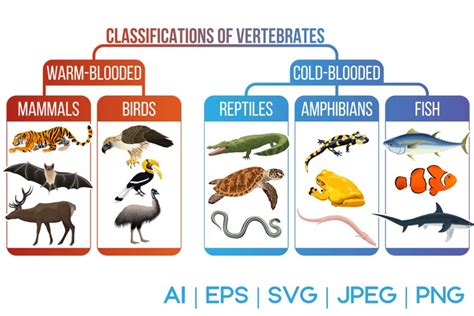 Image result for Vertebrate Classification