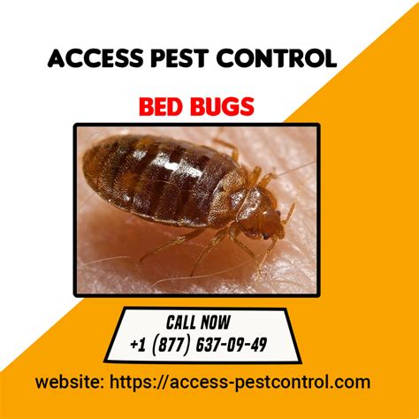 Image result for Access Pest Control