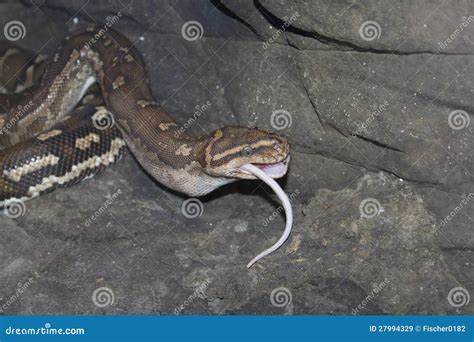 Image result for Anchieas Dwarf Python