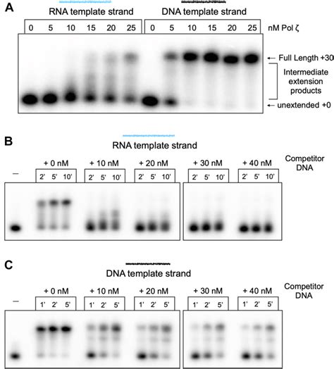 Reverse Transcriptase DNA Polymerase に対する画像結果