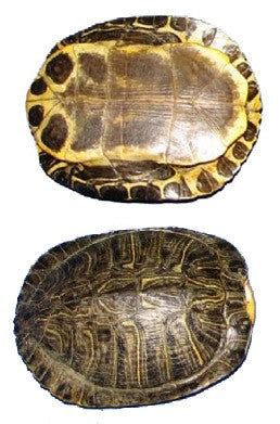Image result for Piece of Turtle Shell