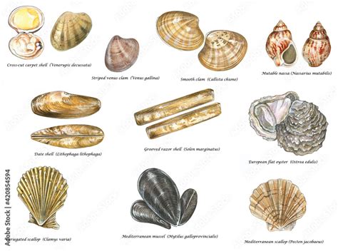 Afbeeldingsresultaten voor Clam Shell Types