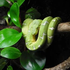 Image result for Emerald Tree Boa Habitat