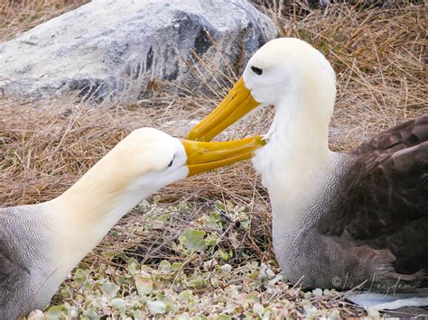Toradh íomhá ar Waved Albatross