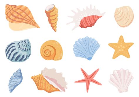 Image result for Sea Shell Shape