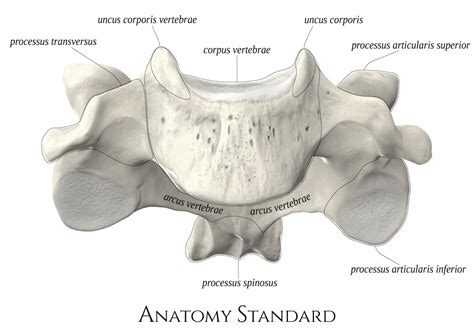 Uncus Cervical に対する画像結果
