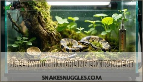 Image result for Ball Python Hatchling Side