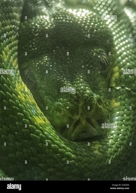 Green Tree Python Jaw に対する画像結果