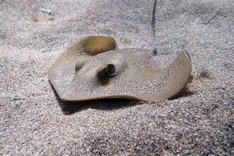 Image result for Stingray Shape