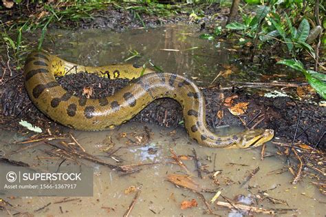 Anaconda in Amazon River ಗಾಗಿ ಇಮೇಜ್ ಫಲಿತಾಂಶ