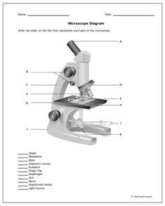Image result for Microscope Diagram Worksheet