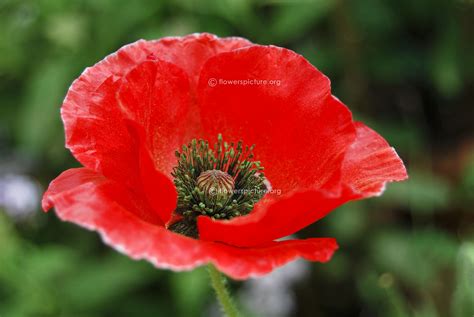 Image result for Poppy Varieties