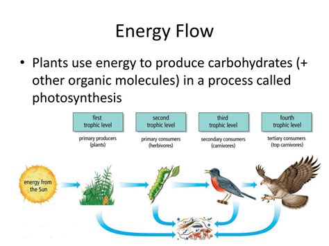 Image result for The Energy Flow Chart