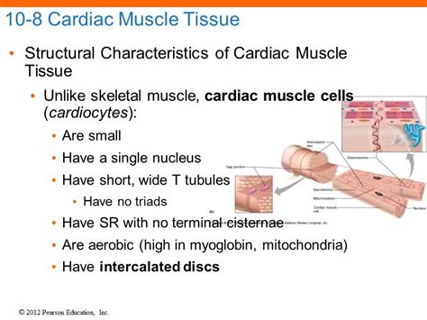 Image result for Cardiac Muscle Cell Structure