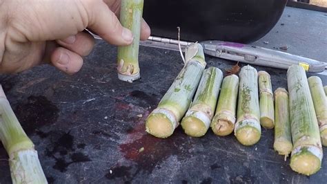 Image result for Cane Planting Procedure